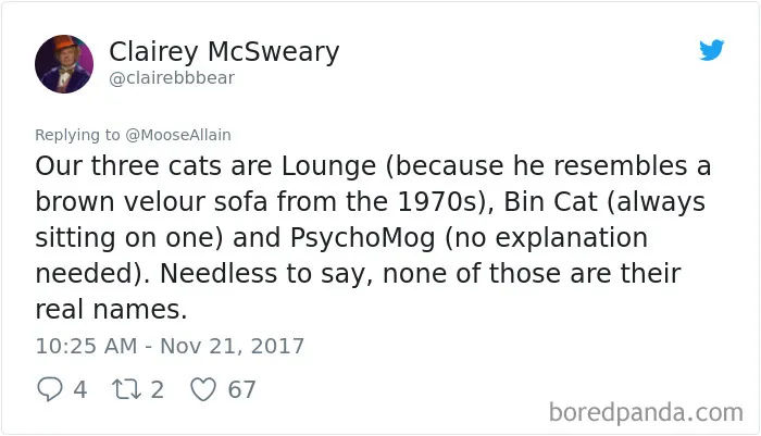 Quirky Cat Chronicles