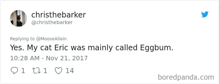Tweet showing a user sharing a funny new pet name, highlighting people sharing names they call their pets.