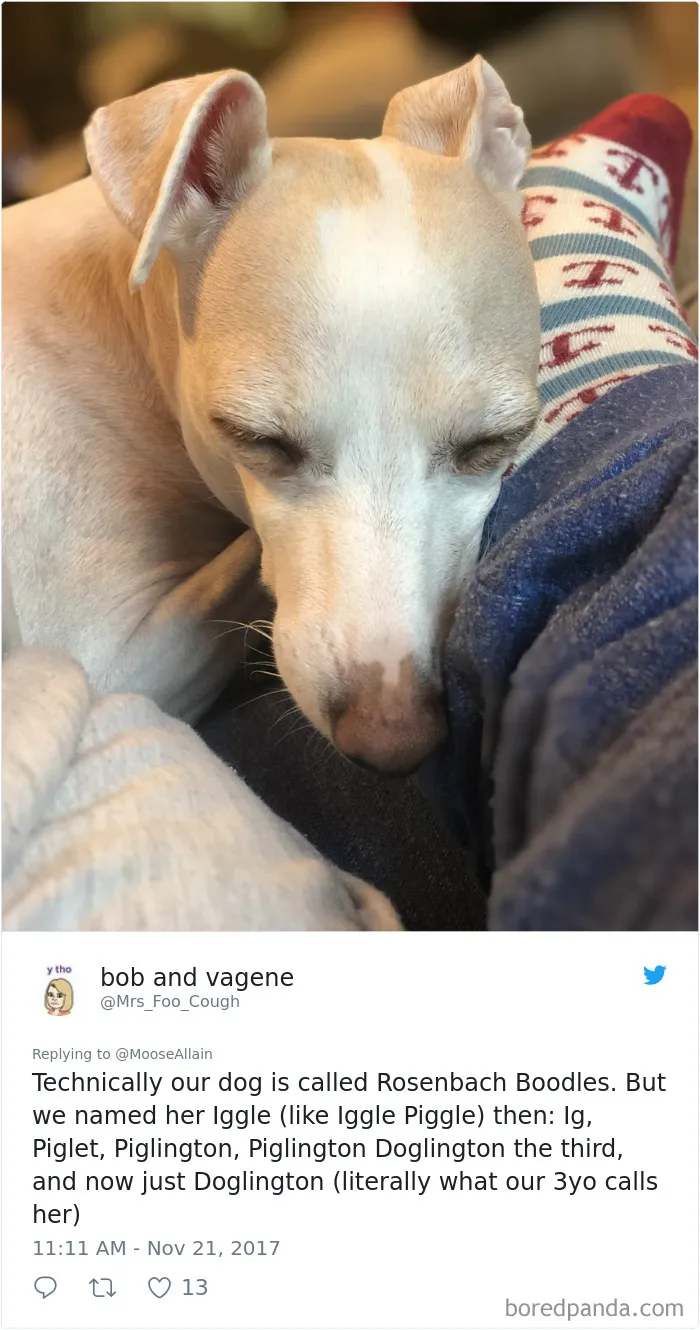 Sleeping dog resting its head next to owner’s leg, illustrating funny pet names people now call their pets.