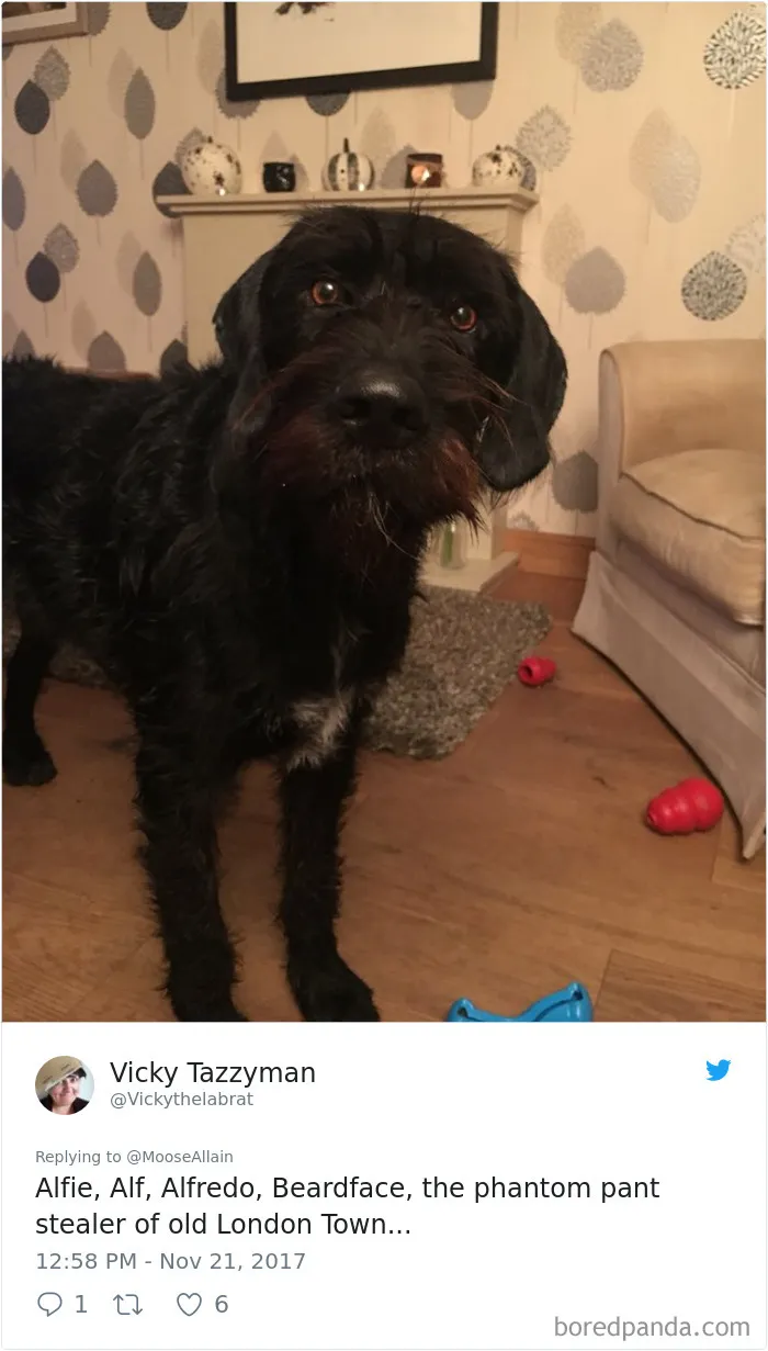 Black dog indoors with toys on the floor, illustrating pet names people now call their pets instead of the original ones