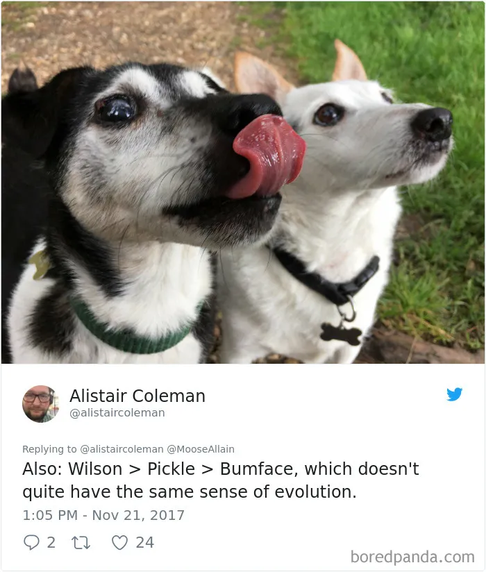 Two dogs outside with one licking its nose, illustrating pets renamed with funny new names shared by people.