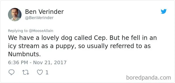 Tweet showing a pet owner sharing the new funny name they call their dog instead of the original one.