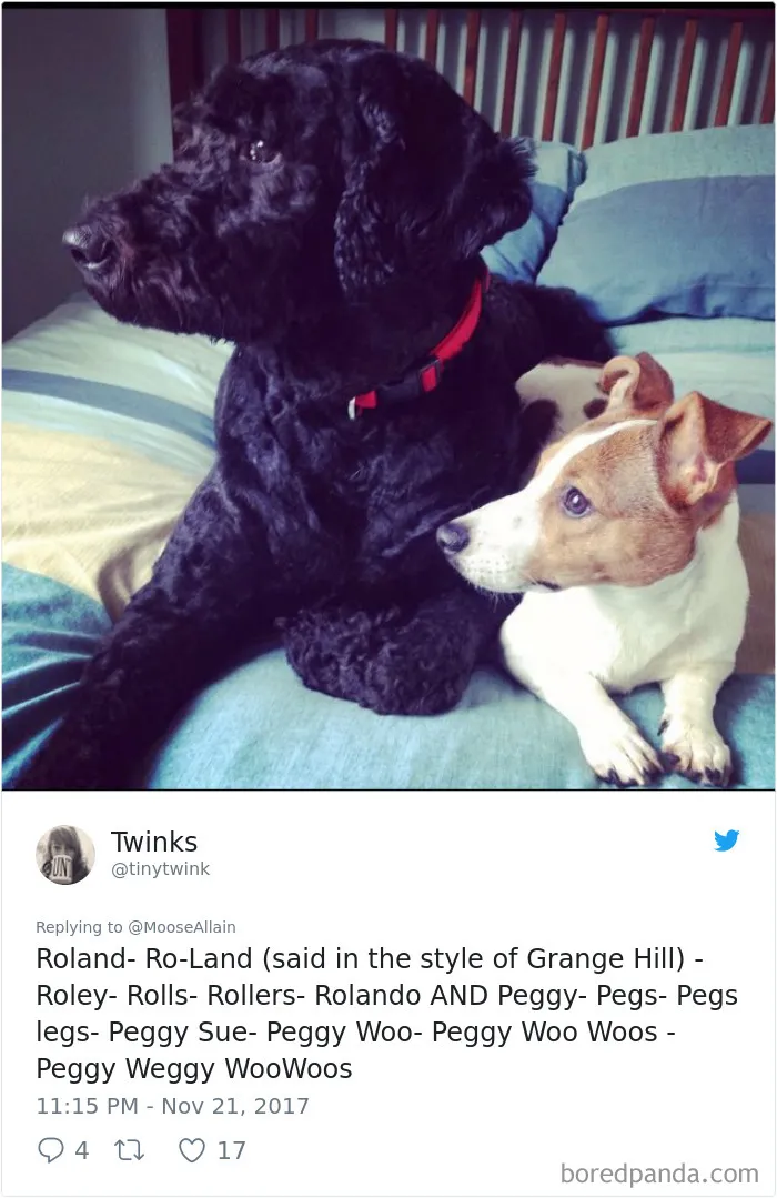Two dogs lying on a bed, illustrating people sharing the names they now call their pets instead of the original one.