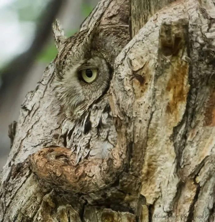 Screech Owl