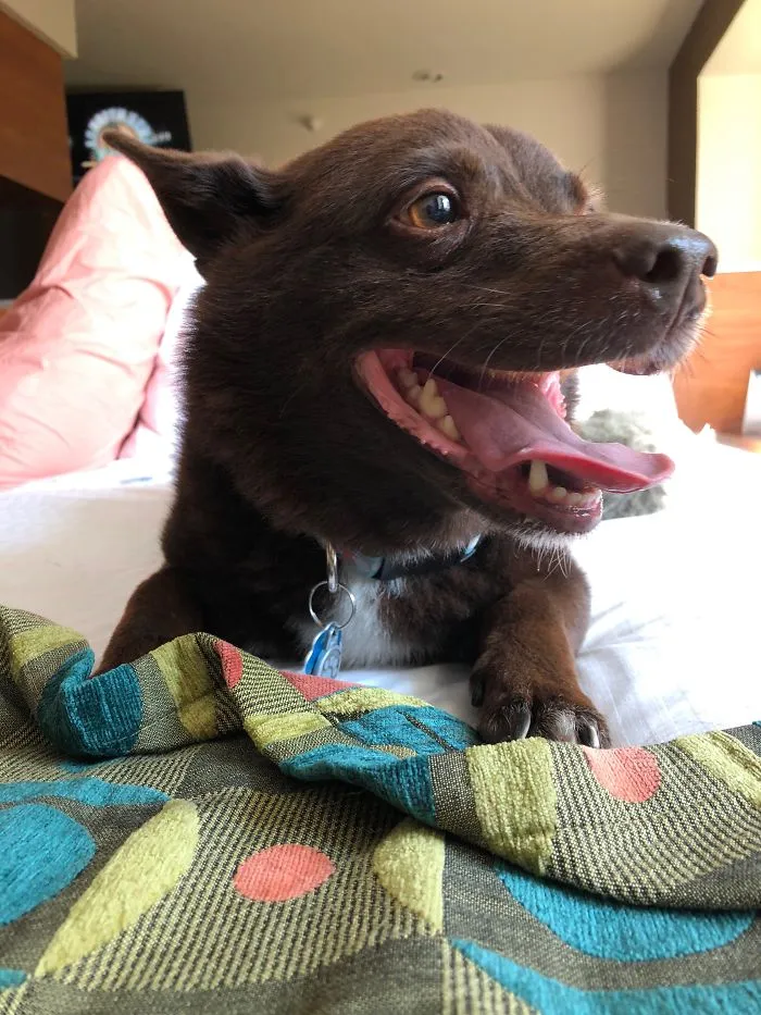 Happy dog lying on bed with colorful blanket, representing pet names people now call their pets humorously.
