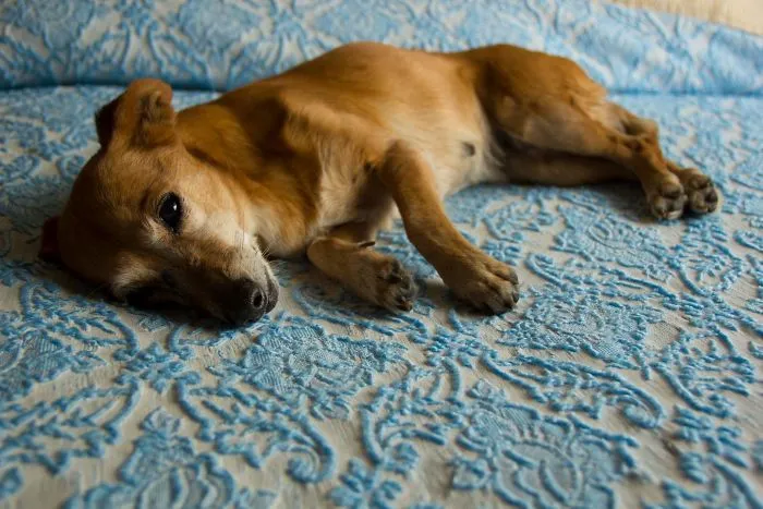Small brown dog lying on a blue patterned blanket, showing pet names people now call their pets instead of original ones.