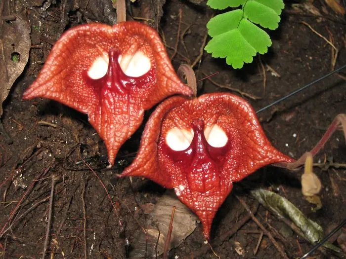 12+ Flowers That Don’t Look Like Flowers