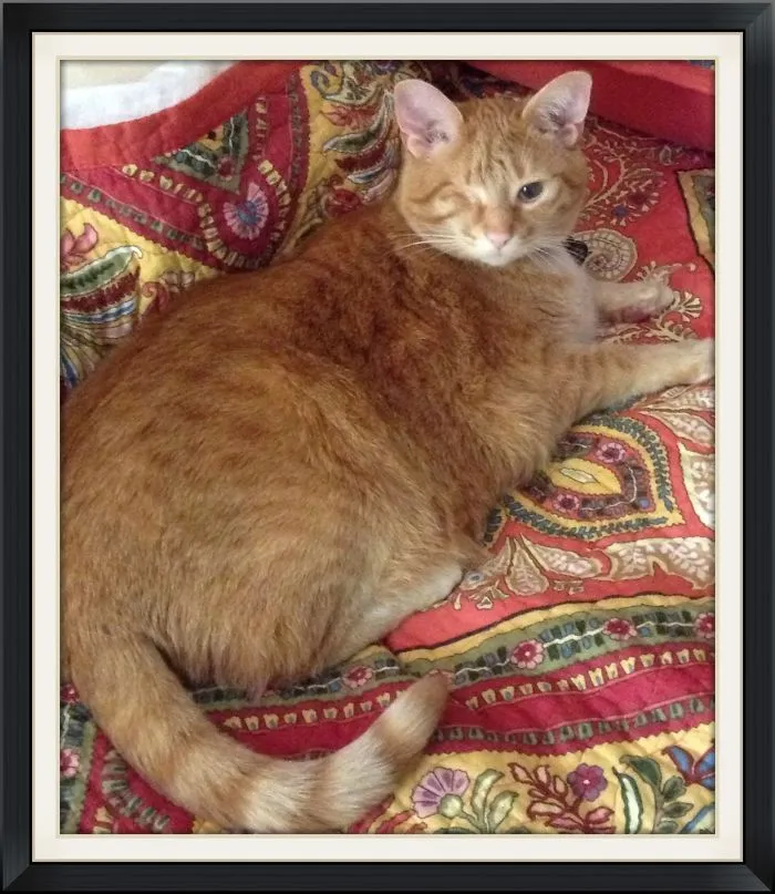 My Perfect, Imperfect Cat, Stuart!