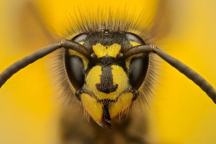 Small Animals In Black And Yellow