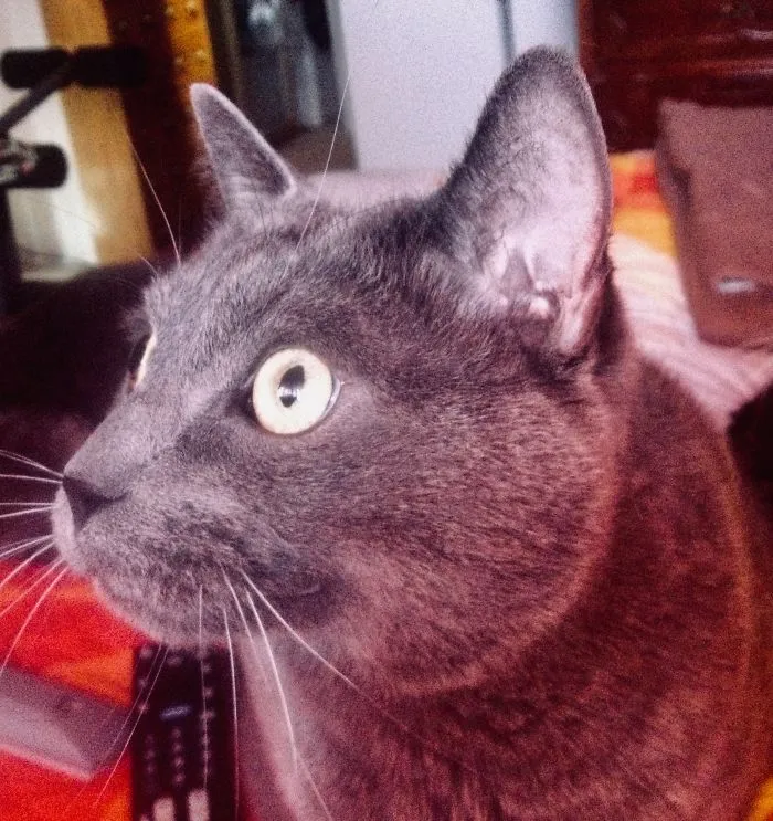 Gray cat with bright eyes close-up, illustrating funny new names people call their pets instead of original ones.