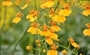 Oncidium Orchid