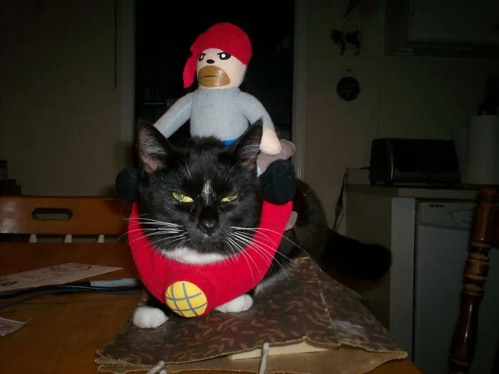 Black cat wearing a red costume with a doll on its back, showcasing funny pet names people now call their pets.