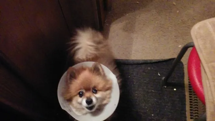 Kodo