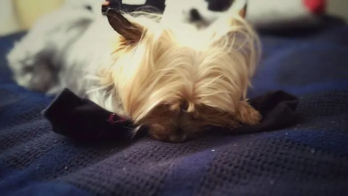 Small dog resting on a blanket, representing people sharing the names they now call their pets instead of the original one.
