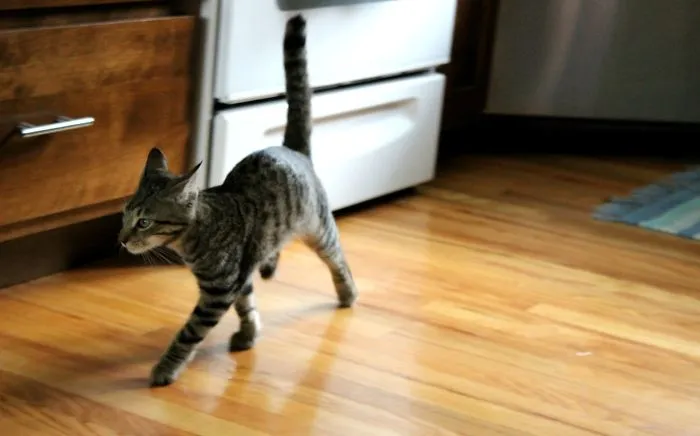 Tyrion Only Has Three Legs, But That Doesn't Stop Him From Running Around And Being The Happiest Boy He Can Be!