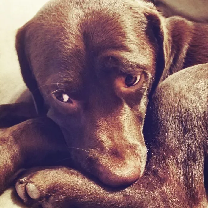 Chocolate labrador resting, illustrating people sharing new funny names they call their pets instead of original ones