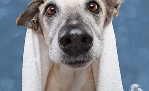 Playful And Character-Filled Photos Of Dogs Dressed For Bath Time