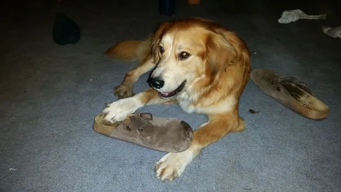 Golden brown dog lying on carpet with a slipper, illustrating new pet names people now call their pets instead of the original.