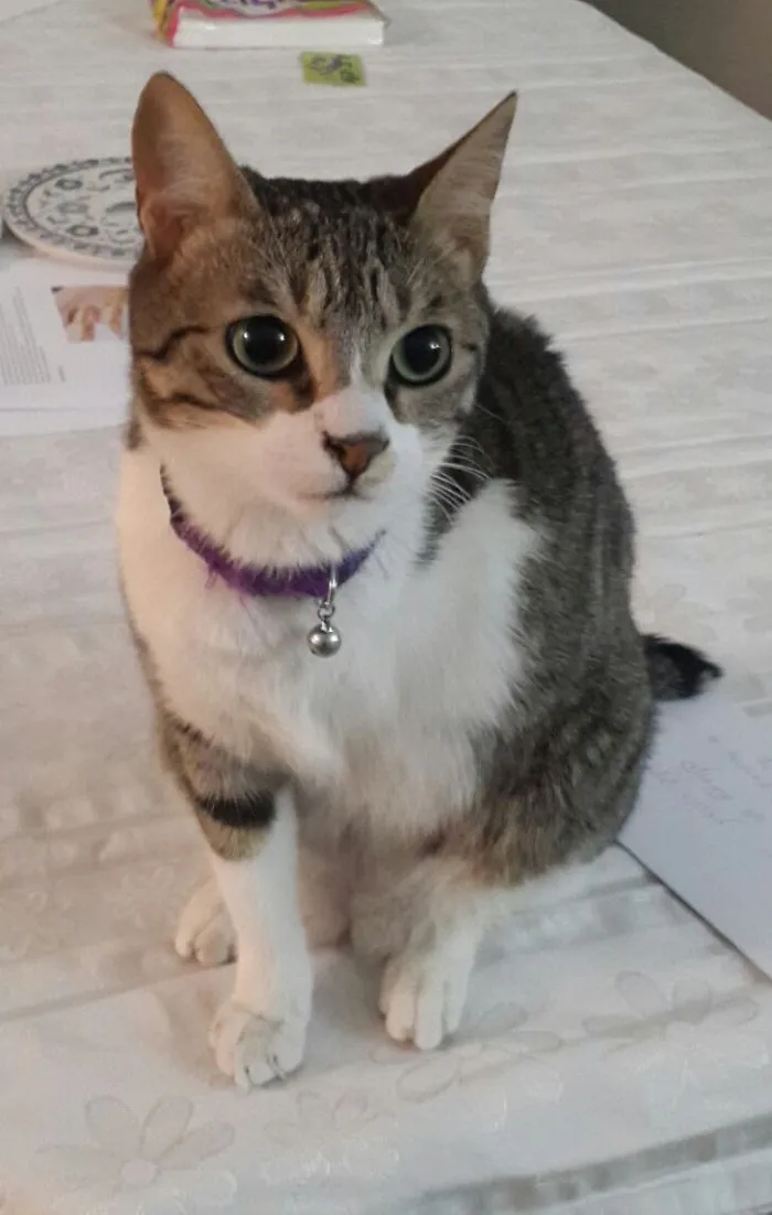Chassis, Adopted From Thw Vet Where She Had Her Leg And Half Her Tail Amputated At 1 Month Old After Being Stuck In The Engine Of A Car.