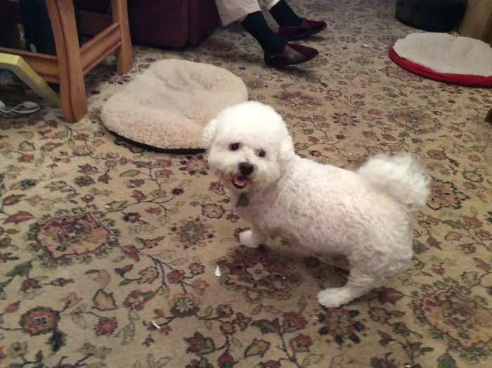My Tri-Pawd. From Victim Of Neglect And Buse To Spoiled Rotten King Of The House,