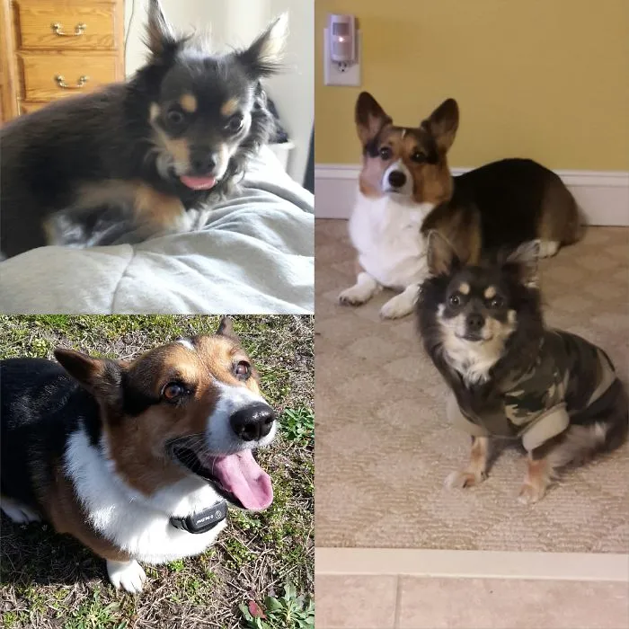 Two corgis and a small dog in a jacket showing pet name changes people share for their pets instead of original names.
