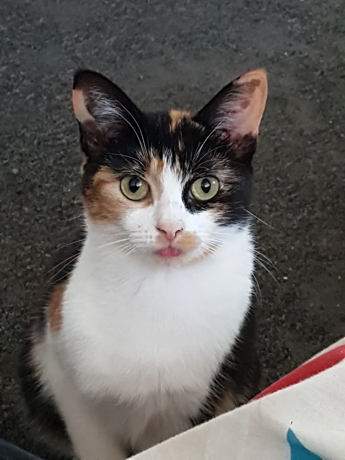 Calico cat with green eyes sticking out its tongue, illustrating funny pet names people now call their pets.