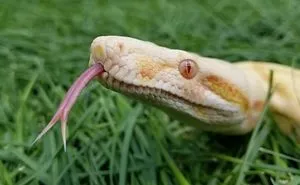 26 Adorable Snake Pics That Will Help You Conquer Your Fear