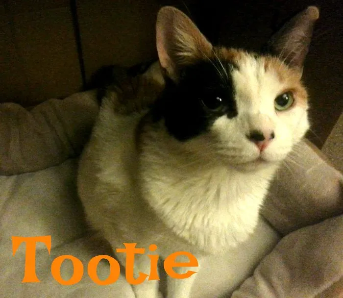 Tootie Has Epilepsy And Bilateral Luxated Patella.  She Scoots Around The House Using Her Front Paws That Her Previous Owners Had Declawed.