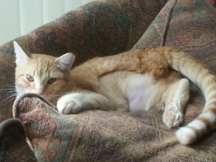 Sawyer, The Feral Tripod That Lives With My Herd.  He Loves My Cats And Being Fed, But Doesn't Want Much To Do With Me And That Is Okay.