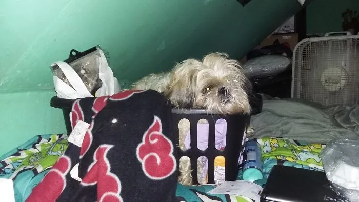 Roxi Lost One Of Her Eyes The Same Year She Lost Her Biological Mother, Who Also Lost An Eye And As Did Her Father.