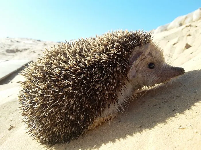 I Photographed Some Wonderful Animals During My Service As A Military ٍٍsoldier Only Using My Phone