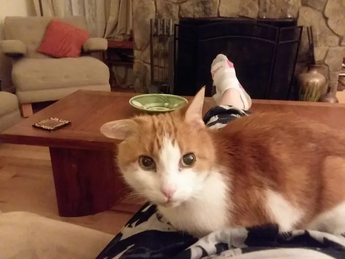 Orange and white cat sitting on owner's lap in cozy living room, illustrating pet names people now call their pets.