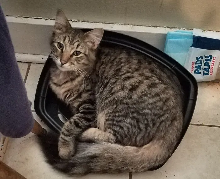 Gray tabby cat curled up in a small pet bed, illustrating people sharing new names they call their pets instead.