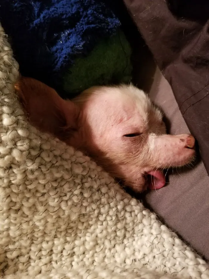 Nina Has No Lower Jaw And Is Blind. She's The Sweetest Little Girl And A Joy To Know.