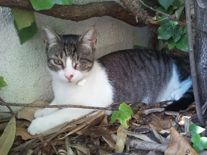 Meet Morgan, The Wonder Cat