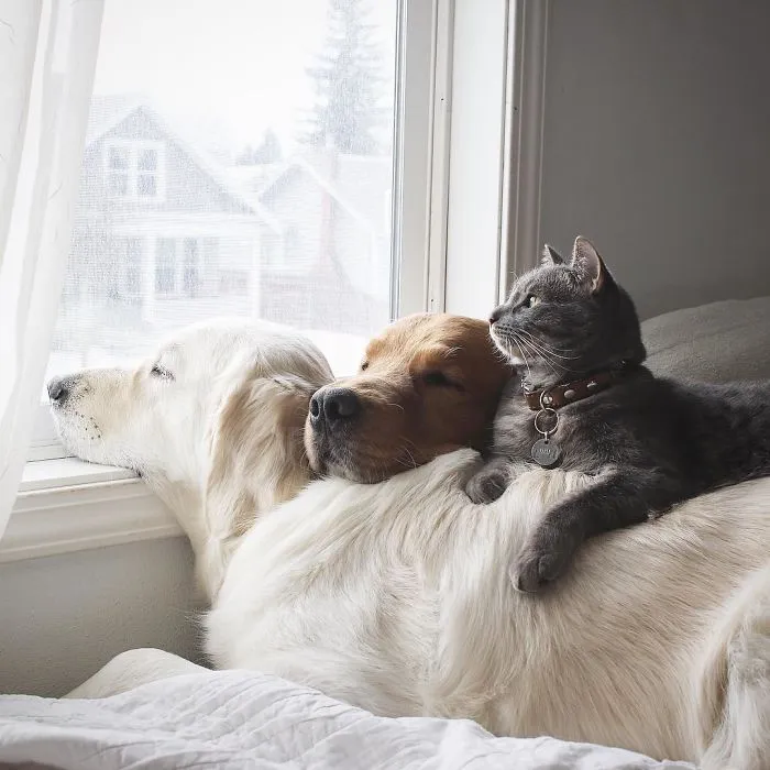 Meet Three Best Friends - Two Dogs And A Cat Who Love Doing Everything Together