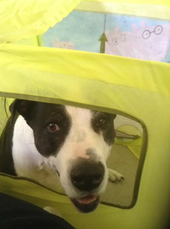 Dog peeking through a yellow playpen, showcasing pet names people now call their pets instead of the original one.