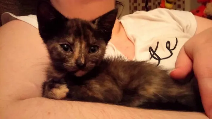 A person holding a tortoiseshell kitten, showcasing funny pet names shared by people instead of original ones.