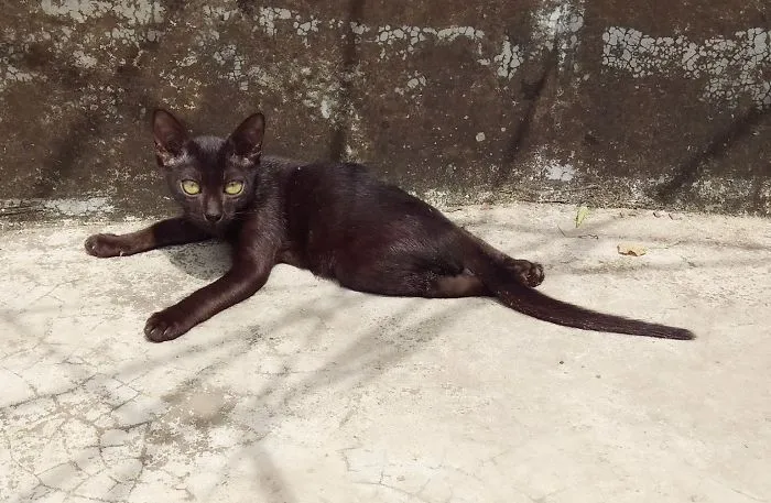 Niga Is A Happy Cat With Two Paws. She Lost Her Two Paws In Accident When She Was Only 3 Weeks Old!