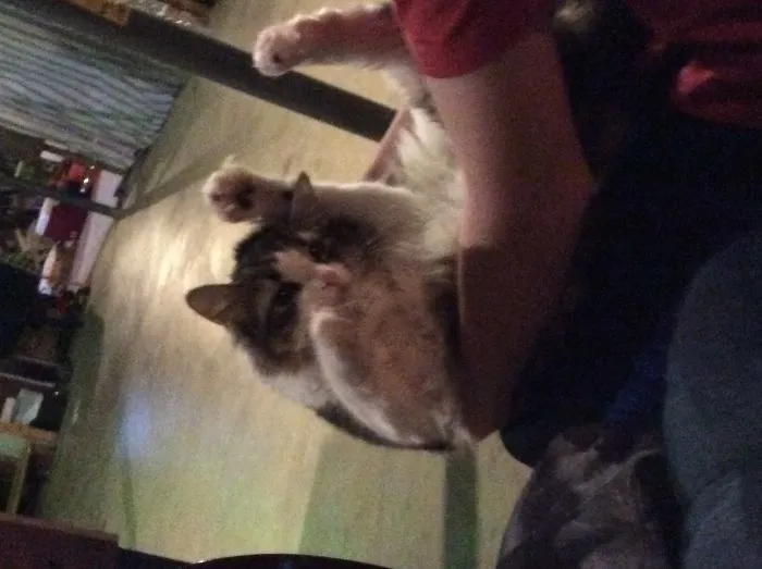 My Cats