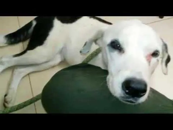 Dog Dies Of A Broken Heart After Being Abandoned By Owner