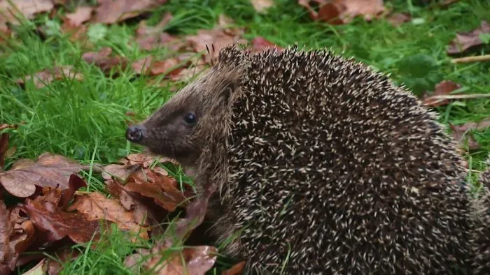 Saving Hedgehogs At Bonfire Night