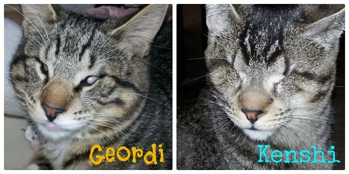 Geordi Was Born Without Eyes.  Kenshi Losts His Eye To The Herpes Virus As A Wee Kitten.