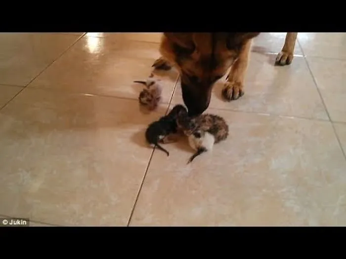 The Adorable Moment A German Shepherd Nurtures New-Born Kittens Like They Were Her Own Puppies