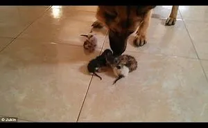 The Adorable Moment A German Shepherd Nurtures New-Born Kittens Like They Were Her Own Puppies