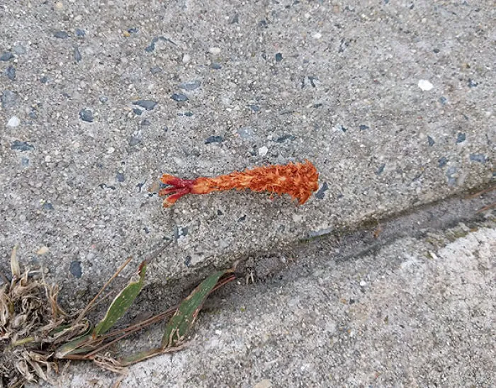 The Squirrels Around Here Chew Pine Cones And Leave Them On The Ground, Looking Like Coconut Shrimp