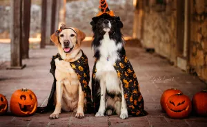 I Photograph My Dogs And Their Friends In Halloween Mood!
