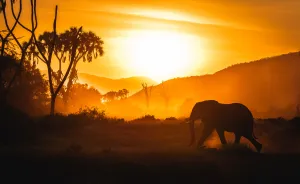 What A Veterinary Rabies Vaccination Program Looks Like In Africa