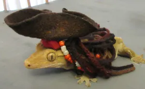 Captain Jack Gecko