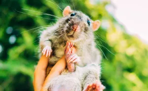I Photographed Ex-Lab Rats And Mice Going Outdoors For The First Time, And Their Expressions Say It All